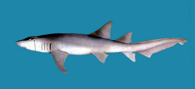 Nebrius ferrugineus 鏽鬚鯊