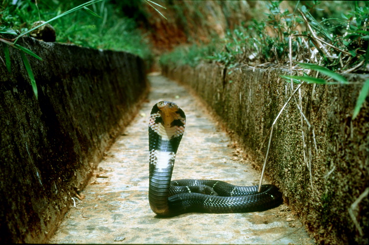 Common Cobra