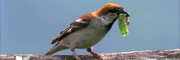 Ecological videos of Passer rutilans (Russet Sparrow)