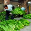 The worker lines up in neat rows the tobacco leaves just trucked in.