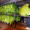 Sorted tobacco leaves are hung in the dry room.