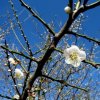 Beautiful plum blossom in the cold month of January
