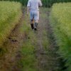 After visiting his field, farmer Chen walks toward a forked trail.