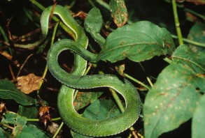 Chinese Green Tree Viper (Trimeresurus stejnegeri stejn