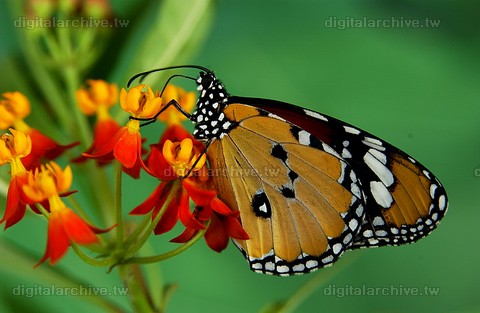 The variation of insect's world