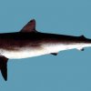 Carcharhinus brachyurus