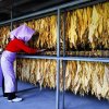 The dryness of leaves is checked, an important process. Taiwan Tobacco & Liquor Corporation will periodically come to examine and purchase these leaves.
