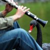 Every day as soon as Lin plays his clarinet, the black swan will swim to him to listen.