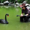 The swan has become Lin’s love and the inspiration of his music.