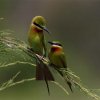 Blue-tailed Bee-eater (Affection) (Selective Preference)
