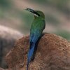 Blue-tailed Bee-eater (Taking Turns) (Excellent Work)