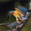 Kingfisher (Springtime) (Excellent Work)