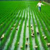 Ducks in the rice field