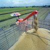 Rice harvester